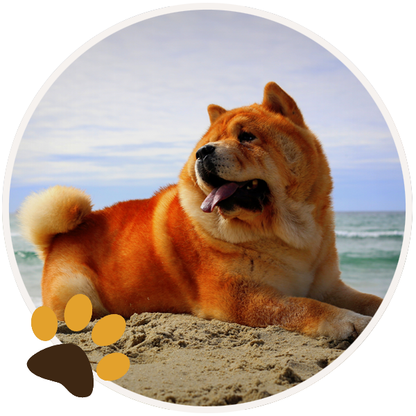 chow chow dog yellow sitiing beautiful funny paws (1)