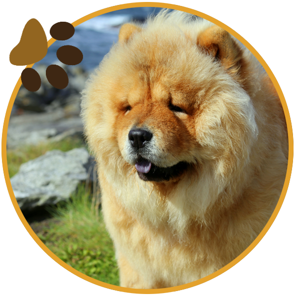 chow chow dog yellow sitiing beautiful funny paws (2)