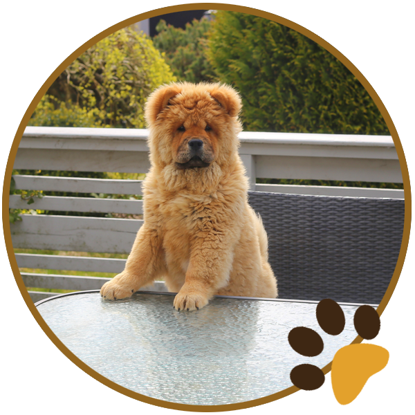 chow chow dog yellow sitiing beautiful funny paws (4)