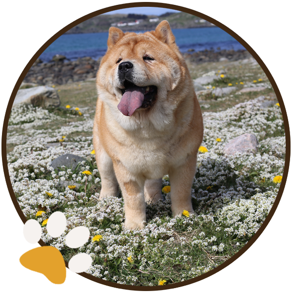 chow chow dog yellow sitiing beautiful funny paws (5)