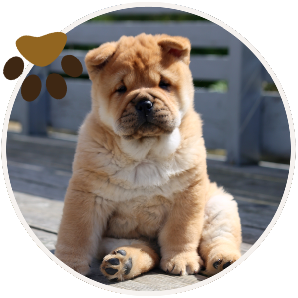 chow chow dog yellow sitiing beautiful funny paws (7)