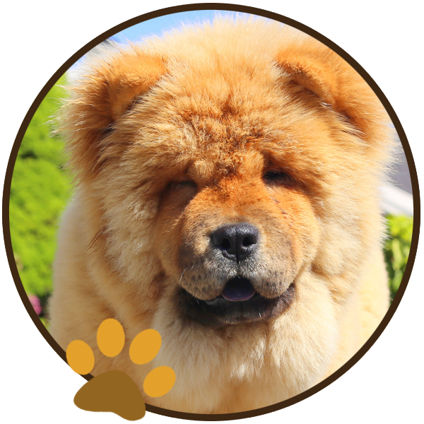chow chow dog yellow sitiing beautiful funny paws (6)